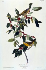 John James Audubonin (1780-1851) silkkimaalaus kukat ja linnut (ec.am.) 1826-1830. Paris, B.N. tekijältä John James Audubon