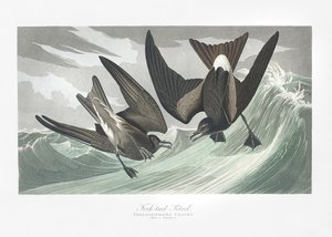Haarapyrstöpetrelli teoksesta *Birds of America* (1827) tekijältä John James Audubon