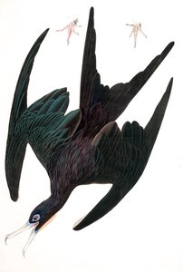 Fregatti Pelikaani, Tachypetes Aquilis, elokuvasta "The Birds of America", kirjoittanut John J. Audubon, pub. 1827-38 (käsinvärinen kaiverrus) tekijältä John James Audubon