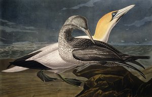 Gannets, Robert Havellin (1793-1878) kaiverruksesta "Birds of America", julkaistu 1836.