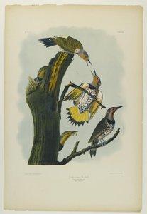 Kultasiipinen tikka, painanut Julien Bien ja julkaissut Roe Lockwood & Son, 1861 (kromolitografia) tekijältä John James Audubon