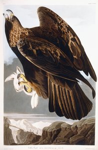 Kultainen kotka, 1833 tekijältä John James Audubon