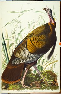 Upea amerikkalainen Beck-uros. Villi kalkkuna tekijältä John James Audubon