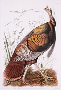 Suuri amerikkalainen kukko tai villi kalkkuna tekijältä John James Audubon
