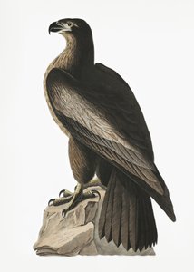 Amerikanmerikotka teoksesta *Birds of America* (1827) tekijältä John James Audubon