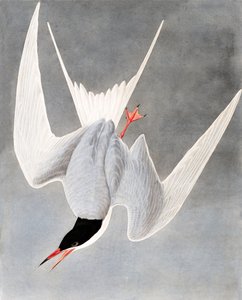 Isotiira, Sterna Hirundo, John J. Audubonin "The Birds of America" -julkaisusta, pub. 1827-38 tekijältä John James Audubon