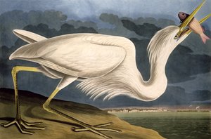 White White Heron, teoksesta "Birds of America", kaiverrettu Robert Havell (1793-1878) 1835 tekijältä John James Audubon