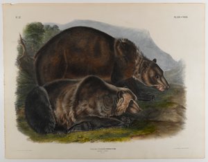 Harmaakarhu tekijältä John James Audubon