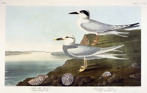 Havellin tiira ja Trudeaun tiira, 1838 tekijältä John James Audubon