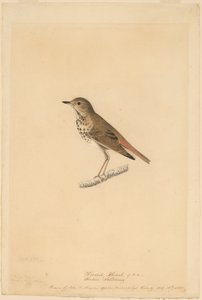 Erakko sammas tekijältä John James Audubon