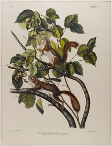 Hudsoninlahden orava tekijältä John James Audubon