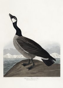 Hutchinsin merihanhi teoksesta *Birds of America* (1827) tekijältä John James Audubon