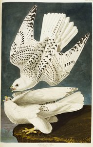 Islanti tai Jer Falcon. Gyrfalcon tekijältä John James Audubon