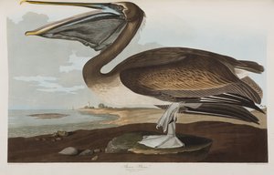 Kuvitus elokuvasta "Birds of America" tekijältä John James Audubon
