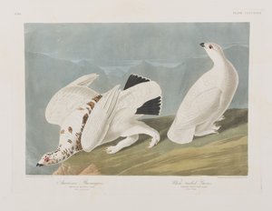 Kuvitus elokuvasta "Birds of America" tekijältä John James Audubon