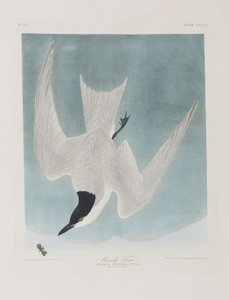 Kuvitus elokuvasta "Birds of America" tekijältä John James Audubon