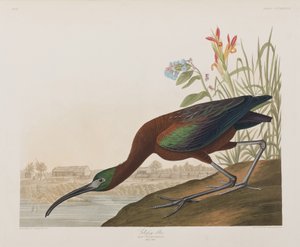 Kuvitus elokuvasta "Birds of America" tekijältä John James Audubon