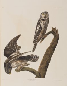 Kuvitus elokuvasta "Birds of America" tekijältä John James Audubon