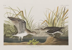 Kuvitus elokuvasta "Birds of America" tekijältä John James Audubon