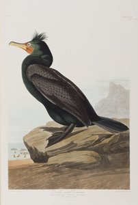 Kuvitus kirjasta 