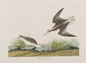 Kuvitus elokuvasta "Birds of America" tekijältä John James Audubon