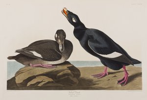 Kuvitus elokuvasta "Birds of America" tekijältä John James Audubon