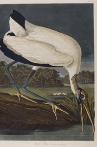 Kuvitus elokuvasta "Birds of America" tekijältä John James Audubon