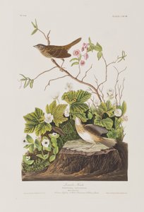 Kuvitus elokuvasta "Birds of America" tekijältä John James Audubon