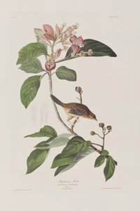 Kuvitus elokuvasta "Birds of America" tekijältä John James Audubon