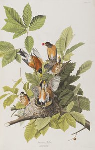 Kuvitus elokuvasta "Birds of America" tekijältä John James Audubon