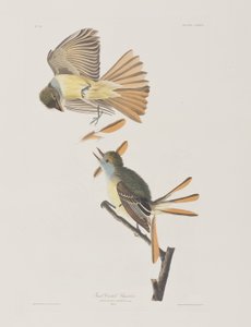Kuvitus elokuvasta "Birds of America" tekijältä John James Audubon