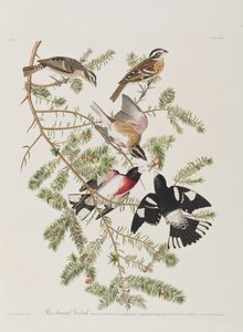 Kuvitus elokuvasta "Birds of America" tekijältä John James Audubon
