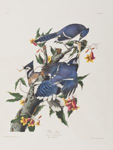 Kuvitus elokuvasta "Birds of America" tekijältä John James Audubon