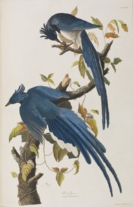 Kuvitus elokuvasta "Birds of America" tekijältä John James Audubon