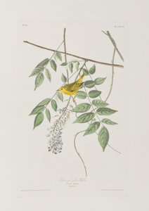 Kuvitus elokuvasta "Birds of America" tekijältä John James Audubon