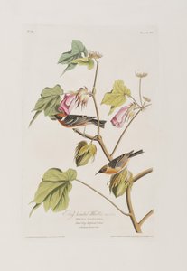 Kuvitus elokuvasta "Birds of America" tekijältä John James Audubon