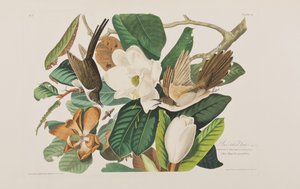 Kuvitus elokuvasta "Birds of America" tekijältä John James Audubon