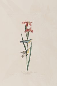 Kuvitus elokuvasta "Birds of America" tekijältä John James Audubon