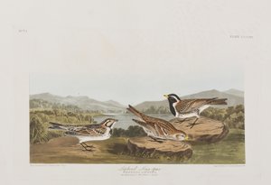 Kuvitus elokuvasta "Birds of America" tekijältä John James Audubon