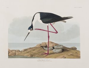 Kuvitus elokuvasta "Birds of America" tekijältä John James Audubon
