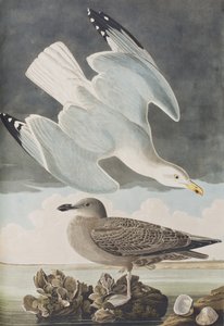 Kuvitus kirjasta 