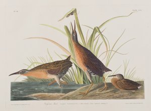 Kuvitus elokuvasta "Birds of America" tekijältä John James Audubon