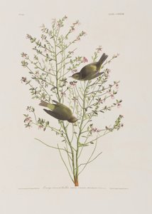 Kuvitus elokuvasta "Birds of America" tekijältä John James Audubon