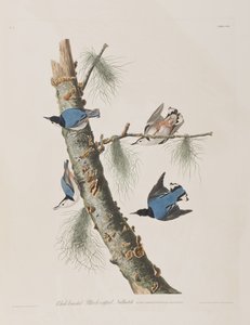 Kuvitus elokuvasta "Birds of America" tekijältä John James Audubon