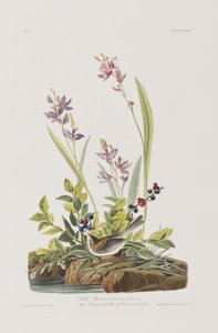 Kuvitus elokuvasta "Birds of America" tekijältä John James Audubon