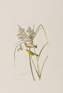 Kuvitus elokuvasta "Birds of America" tekijältä John James Audubon