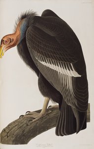 Kuvitus elokuvasta "Birds of America" tekijältä John James Audubon