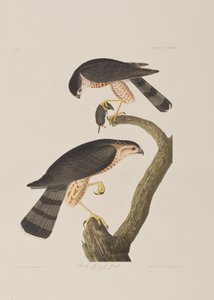 Kuvitus elokuvasta "Birds of America" tekijältä John James Audubon