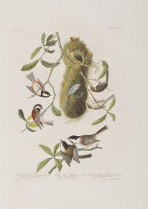 Kuvitus elokuvasta "Birds of America" tekijältä John James Audubon