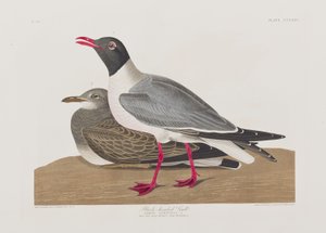 Kuvitus elokuvasta "Birds of America" tekijältä John James Audubon